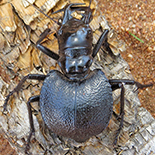Manticora species